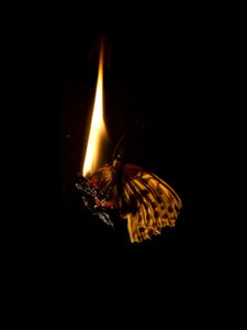 Burning Butterfly 6, 2013 (stampa Lambda)