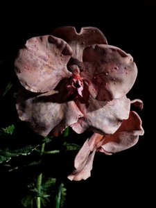 Venal Muse, Impetus, 2012 (resina, vernice a smalto, legno, vetro, acciaio) da Mat Collishaw