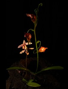 Venal Muse, Lafage, 2012 (resina, vernice a smalto, legno, vetro, acciaio) da Mat Collishaw