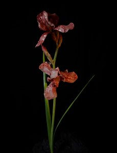 Venal Muse, Viridor, 2012 (resina, vernice a smalto, legno, vetro, acciaio) da Mat Collishaw