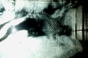 Wormery, 2009 (legno, vetro, acciaio, proiettore e lettore) da Mat Collishaw