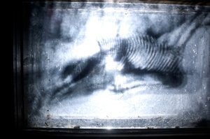 Wormery, 2009 (legno, vetro, acciaio, proiettore e lettore) da Mat Collishaw
