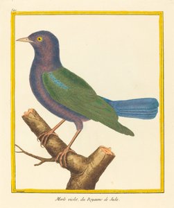 Merlo viola, del Regno di Giuda