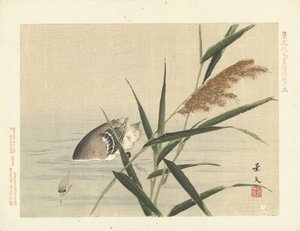 Anatra che si tuffa vicino alle canne da Matsumura Keibun