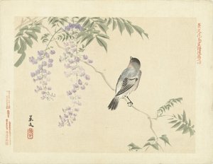 Uccello su ramo di glicine (serie: Schizzi di fiori e uccelli di Keibun - parte tre)