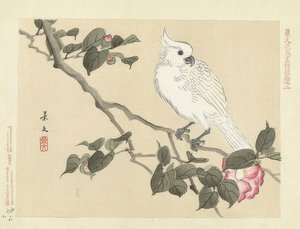 Cacatua bianco su un ramo di camelia. 1892