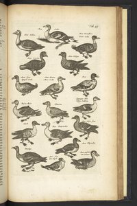 Tab 49, Anatre, Illustrazione da 