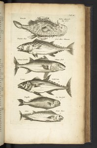 Tab III, Tunas, Illustrazione da 