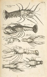 Tab II, Aragoste, Illustrazione da 