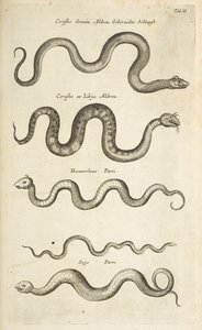 Tab II, Serpenti, Illustrazione da 