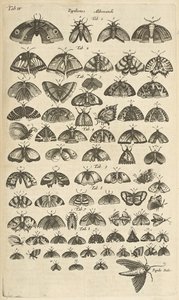 Tab. IV, Farfalle e falene, Illustrazione da 