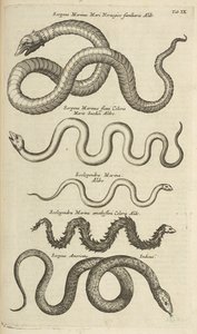 Tab IX, Serpenti marini, Illustrazione da 