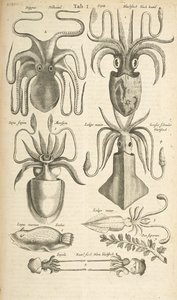 Tab I, Polpo, Illustrazione da 