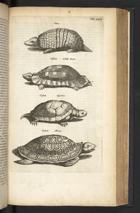 Tab LXXX, Tartarughe, illustrazione da 