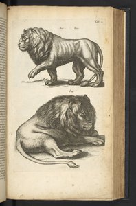Tab L, Leoni, illustrazione da 