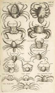 Tab VI, Granchi, Illustrazione da 
