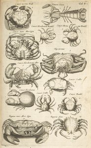 Tab V, Granchi, Illustrazione da 