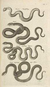 Tab V, Serpenti, Illustrazione da 