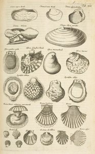 Tab XIIII, Varie conchiglie, Illustrazione da 