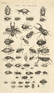 Tab XIII, Coleotteri, Illustrazione da 