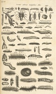 Tab XIX, Bruchi, Illustrazione da 