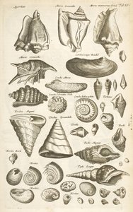 Tab XI, Varie conchiglie, Illustrazione da 