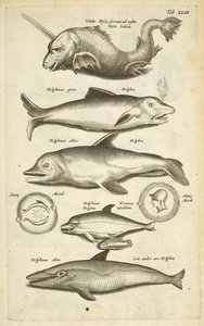Tab XLIII, Delfini, Illustrazione da 
