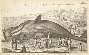 Tab XLII, Balena, Illustrazione da 