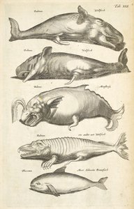 Tab XLI, Balene, Illustrazione da 