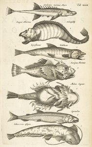 Tab XLVII, Specie di pesci, Illustrazione da 
