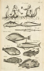 Tab XL, Antropomorfi; Sirena; Tritone; Pesce tropicale, Illustrazione da 