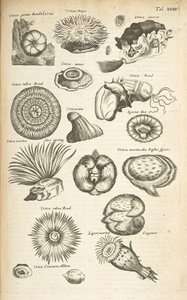 Tab XVIII, Vita marina, Illustrazione da 