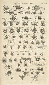 Tab XVIII, Scorpioni terrestri e aracnidi, Illustrazione da 
