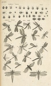 Tab XVII, Libellule, Illustrazione da 