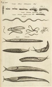 Tab XXIV, Lumache e vermi, Illustrazione da 