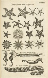 Tab XXVIII, Stelle marine e cavallucci marini, Illustrazione da 