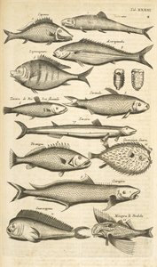 Tab. XXXIII, Pesci spinosi, Illustrazione da 