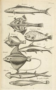 Tab XXXIX, Specie di pesci, Illustrazione da 
