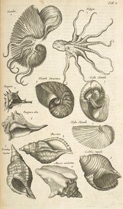 Tab X, Polpo e conchiglie di Nautilus, Illustrazione da 