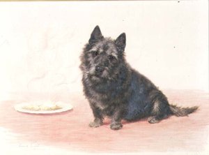 Ora di cena - un terrier scozzese seduto accanto a un piatto