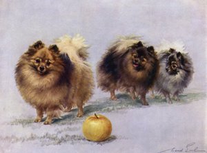 Tre dei campioni di Pomerania di Mrs Hall Walker