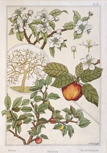 Albero di mele, frutti e fiori, da 