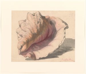 Conchiglia