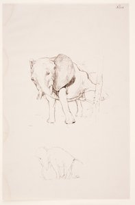 "Weg der Befleckung" - Elefante che espleta i suoi bisogni. 2 studi da Max Klinger