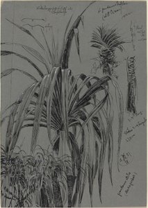 Studi di Pandani dal Madagascar da Max Seliger