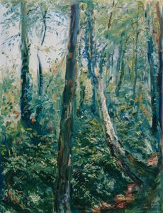 Sentiero nel bosco