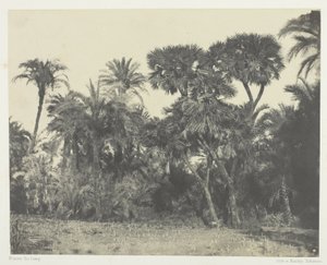Bosco di datteri e palme doum, Alto Egitto da Maxime Du Camp
