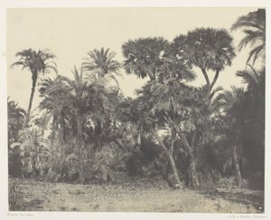 Bosco di datteri e palme doum, Alto Egitto