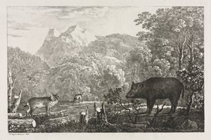 Cinghiale, Gatto Selvatico e Lince da Maximilian Josef Wagenbauer