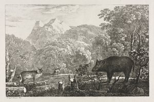 Cinghiale, gatto selvatico e lince, 1807 da Maximilian Josef Wagenbauer